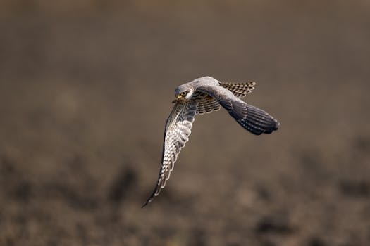  生猪产业风险保障体系加速升级；多部门联动破解难题。 股票财经