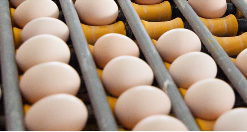  鸡蛋角黄素争议升级，黄天鹅强势回应职业打假；官方抽检结果备受期待。 健康养生