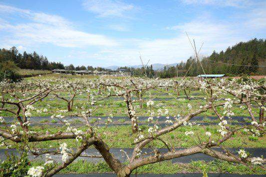  【粮烟轮作技术解密】如何用三年时间，将一亩土地的收益放大三倍 新闻