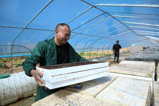  【粮烟轮作技术解密】如何用三年时间，将一亩土地的收益放大三倍 新闻