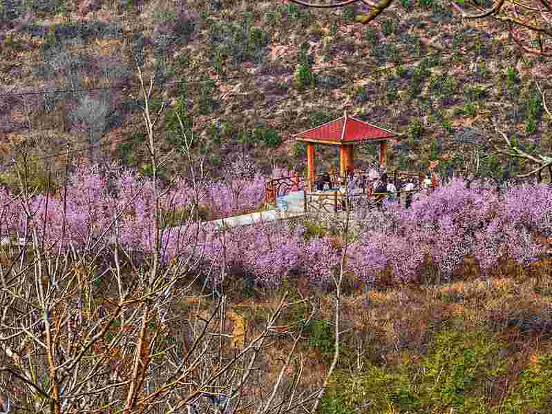  当一片花海，真的改变了一个小镇的生活 文化旅游