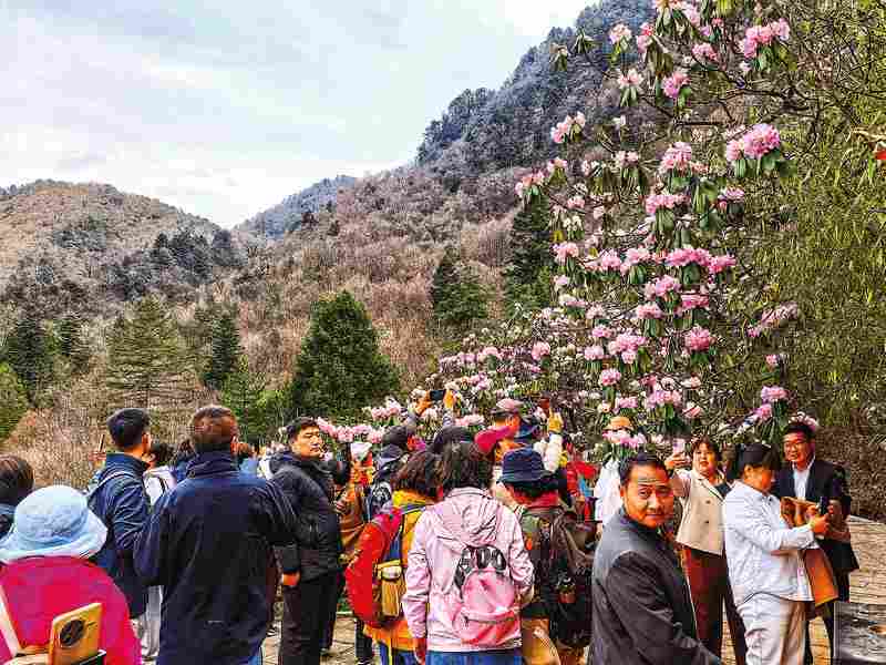  当一片花海，真的改变了一个小镇的生活 文化旅游